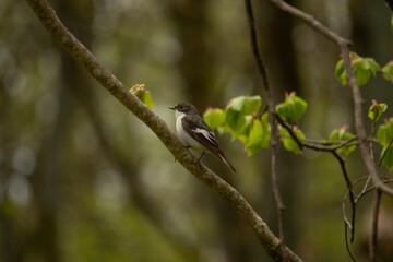 black and white european pied flycatcher