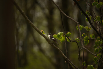 black and white european pied flycatcher singing