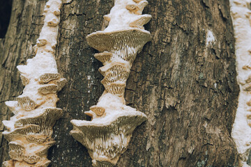 Unedged mushrooms growing on a tree trunk. Mushrooms, lichen and moss on dried tree.