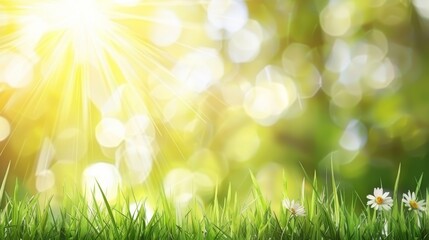 Fototapeta premium Abstract spring, summer grass meadow field. Beautiful fresh nature landscape environment.