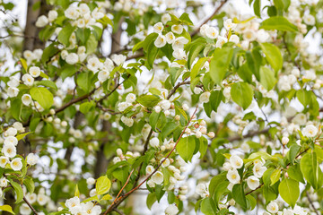 A branch with white apple flowers