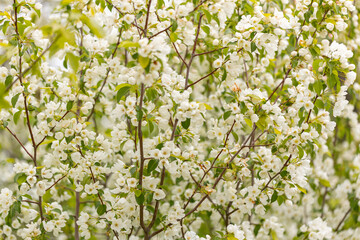 A branch with white apple flowers