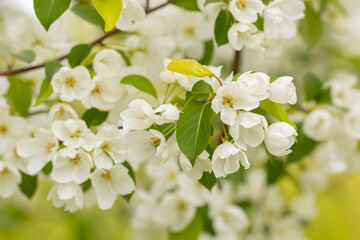 A branch with white apple flowers