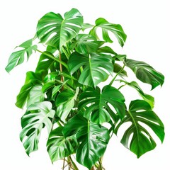 Obraz premium A photo of Monstera Deliciosa , Indoor Tree , single object , Di-Cut PNG style , isolated on white background