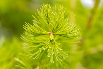 Young branches of larch. Closeup of green larch young needles. Larix sibirica, the Siberian larch...