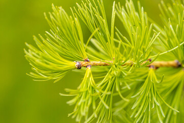 Young branches of larch. Closeup of green larch young needles. Larix sibirica, the Siberian larch...
