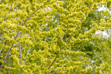 A branch of the Elm tree. Ulmus hollandica. Golden Elm