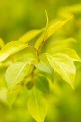 Apple tree leaves in close-up. Spring colors in the flora