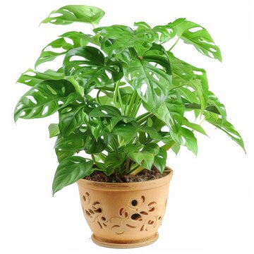 A photo of Swiss Cheese Plant (Monstera adansonii) , Indoor Tree , single object , Di-Cut PNG style , isolated on white background