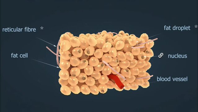 White adipose tissue
