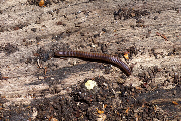 Closeup Cylindroiulus punctatus, the blunt-tailed snake millipede on a piece of wood. Species of millipede in the family Julidae. Spring, may, Netherlands