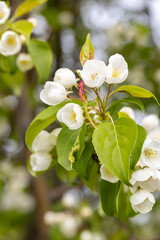 A branch with white apple flowers. Beautiful spring Flora background