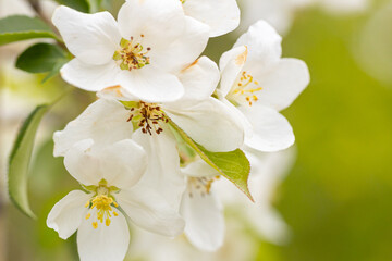 A branch with white apple flowers. Beautiful spring Flora background