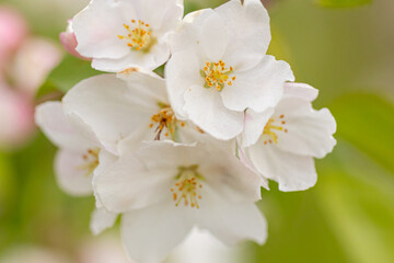 Obraz premium A branch with white apple flowers. Beautiful spring Flora background