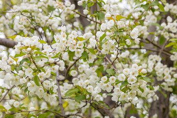 A branch with white apple flowers. Beautiful spring Flora background