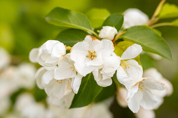 A branch with white apple flowers. Beautiful spring Flora background