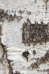 Black-white striped and cracked natural texture of Russian birch bark.