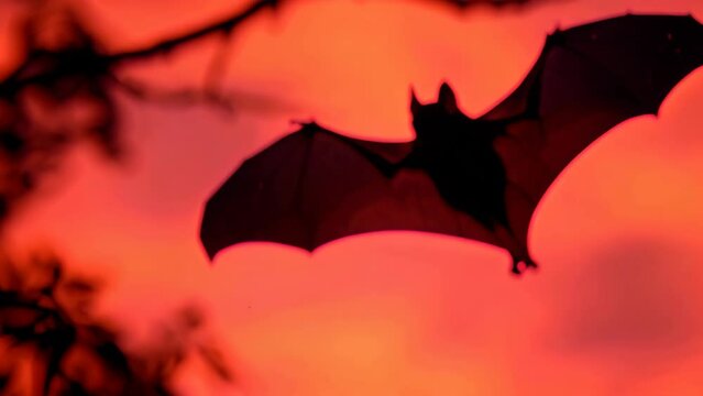 Black bat hanging upside down in a tree against a blood red sky, A black bat silhouetted against a blood-red sky