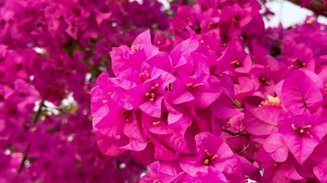 Close up of beautiful blooming paper flower (Bougainvillea glabra) in margenta color. The lesser bougainvillea blossom in summer season.