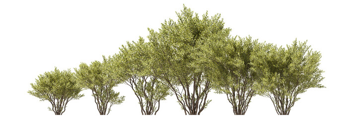 Various types of tree flowers grass bushes shrub and small plants isolated, line of garden plant