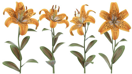 Stunning Tiger Lily Isolated on Transparent Background - Exquisite Floral Bloom in Vibrant 3D Digital Art, Perfect for Graphic Designs and Decorative Projects!