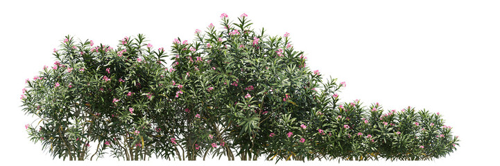 Oleander isolated, bushes shrub and small plants isolated	
