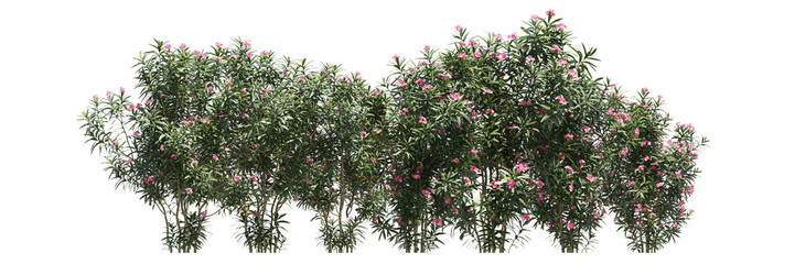 Various types of tree flowers grass bushes shrub and small plants isolated	
