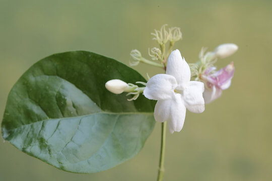 The beauty of jasmine flowers in full bloom. This pure white, fragrant flower has the scientific name Jasminum sambac.