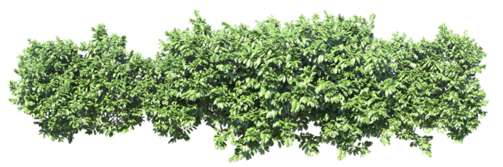 Various types of bushes shrub and small plants isolated