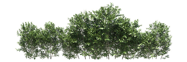 Various types of tree flowers grass bushes shrub and small plants isolated	
