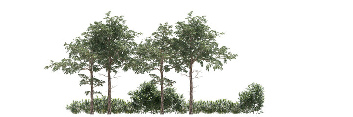 Various types of tree branch plants bushes shrub and and small plants isolated	
