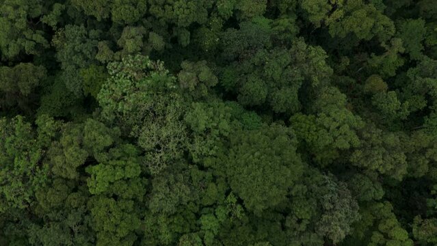 Distant aerial view of a dense rainforest vegetation mountains and misty clouds areal views of munnar kerala india