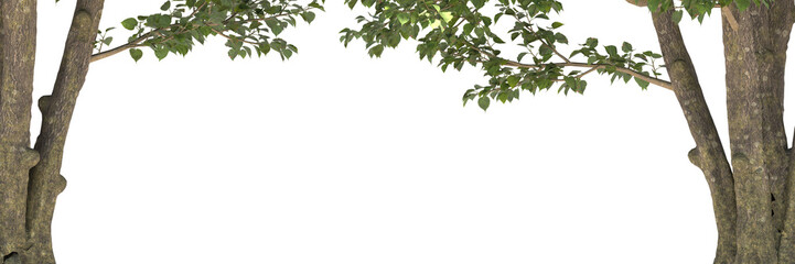 Various types of tree branch plants bushes shrub and and small plants isolated