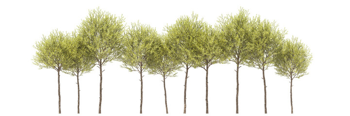 Various types of tree flowers grass bushes shrub and small plants isolated, line of garden plant