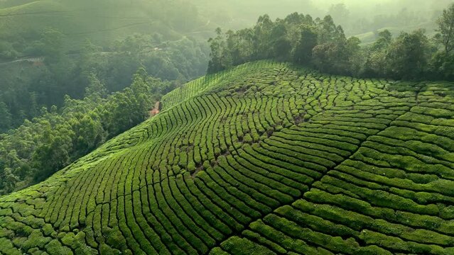 Panoramic beautiful misty tea plantation world class top tea plantations in the hills of Munnar, Kerala, India.