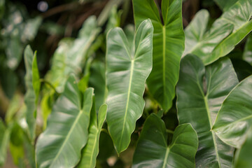 close up of green leaves
