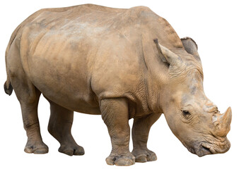 White Rhino isolated on transparent background