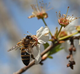 bee on a flower