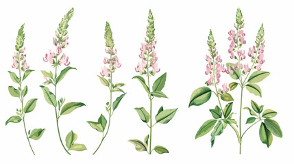 Melilot or sweet clover flowers or inflorescences
