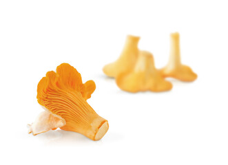 Edible forest chanterelle mushrooms (Cantharellus cibarius) isolated on a white background. selective focus
