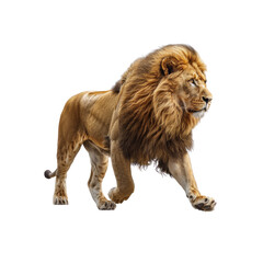 Obraz premium A large lion is walking across a white background
