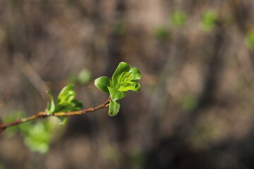 a branch with small green leaves