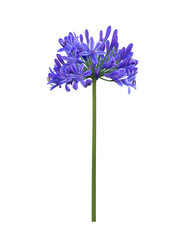 Blue agapanthus or African lily of nile flower is blooming in summer season for ornamental garden isolated on white background for design concept cut out