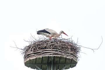 Weißstorch auf einem Nest beim Behüten des Nachwuchses und dem Ausbessern des Nestes