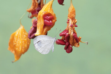 A psyche butterfly is resting on a bunch of ripe balsam pears on a tree. This insect has the...