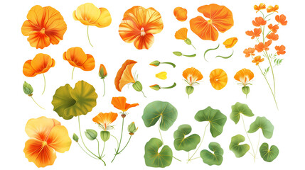 Set of nasturtium elements including nasturtium flowers, buds, petals, and leaves