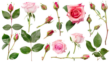 Fototapeta premium Set of top view blooming roses in various stages of opening