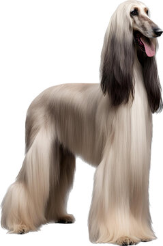 recommend clip art: Afghan Hound Transparente Background PNG