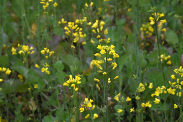 Mustard flower field is full blooming, yellow mustard field landscape industry of agriculture, mustard flowers closeup photo