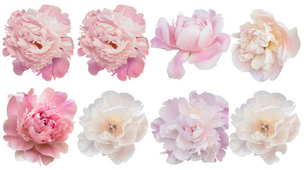 Set of peony petals in pastel shades of pink and cream, showcasing their soft, ruffled edges